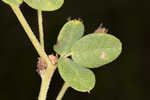 Hairy lespedeza